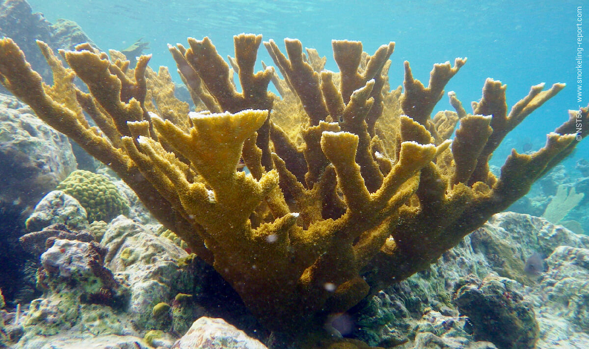 Elkhorn coral in St Johns