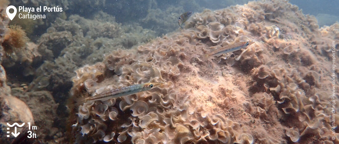 European barracuda at Playa El Portús