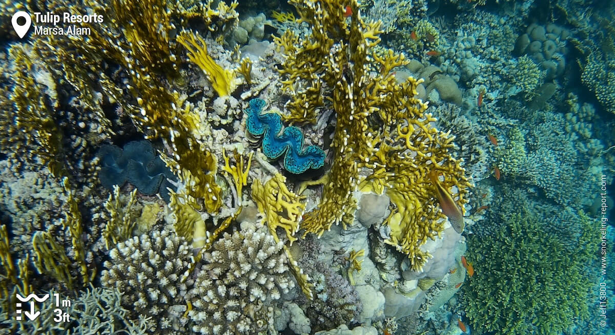 Giant clams