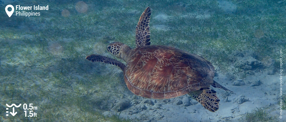 Green sea turtle in Flower Island's seagrass beds