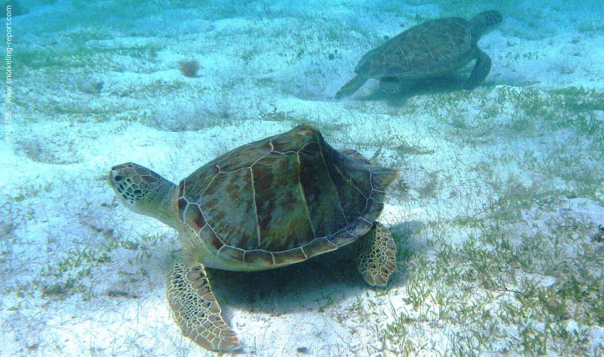 Green sea turtles in US Virgin Islands