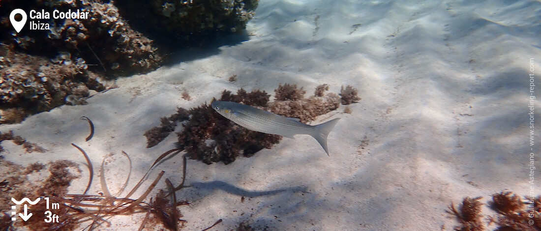 Thicklip grey mullet