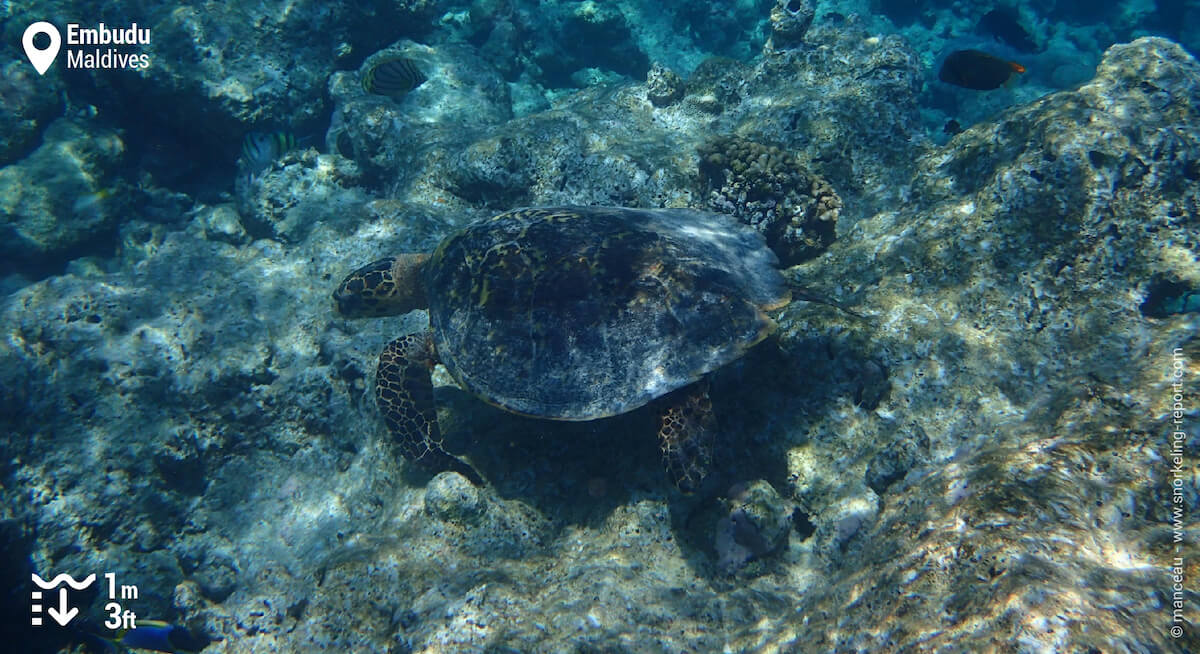 Hawksbill sea turtle in Embudu