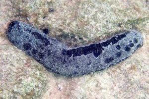 Holothuria atra