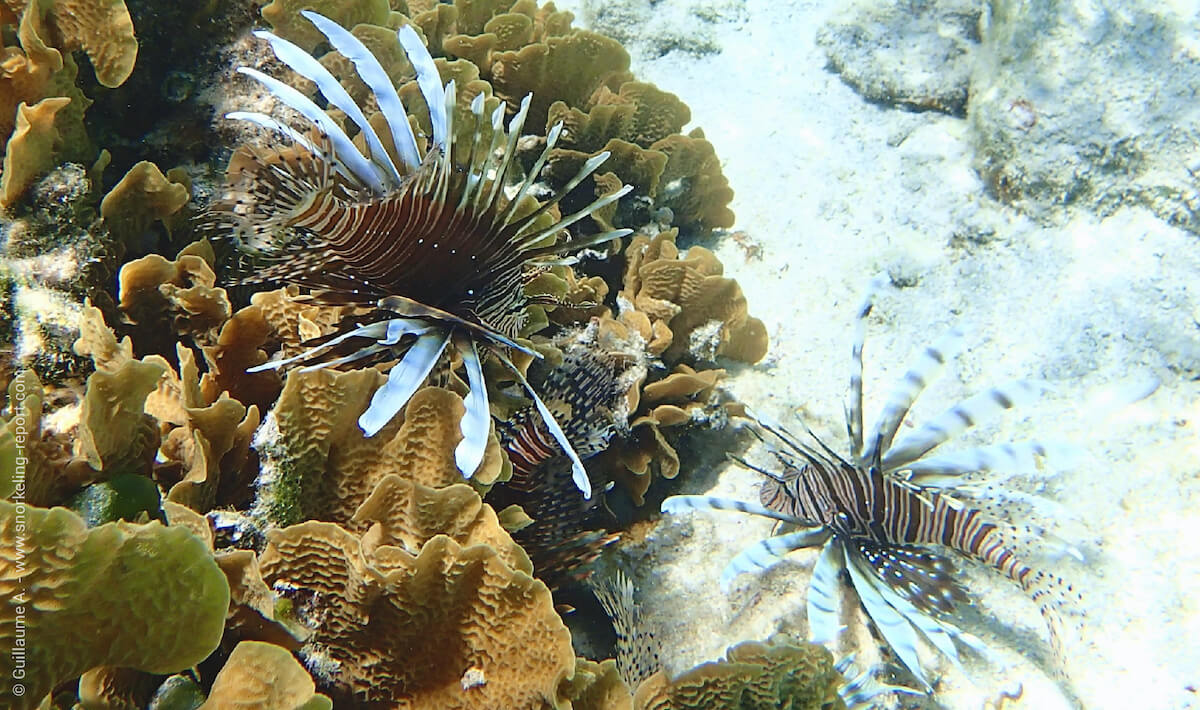 Lionfish invasion in the Caribbean