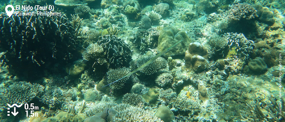 Reef and needlefish