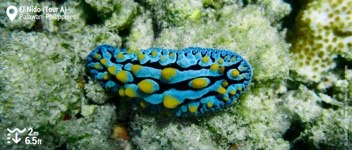 Nudibranch at El Nido