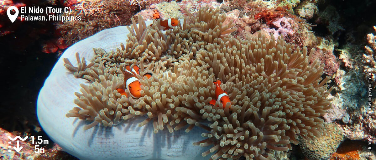 Ocellaris clownfish at El Nido