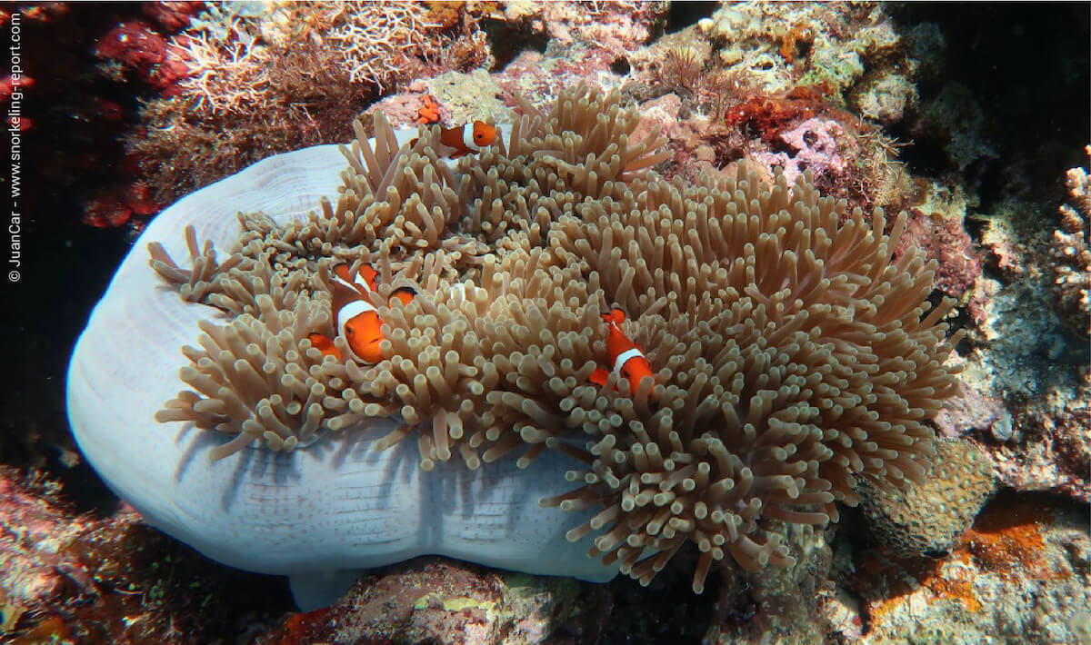 Ocellaris clownfish