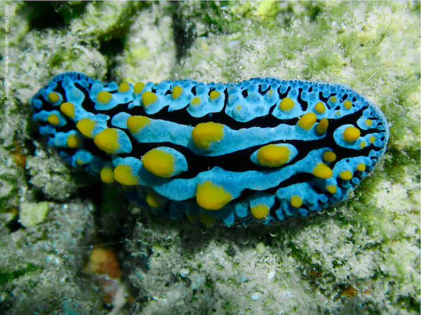 Phyllidia varicosa