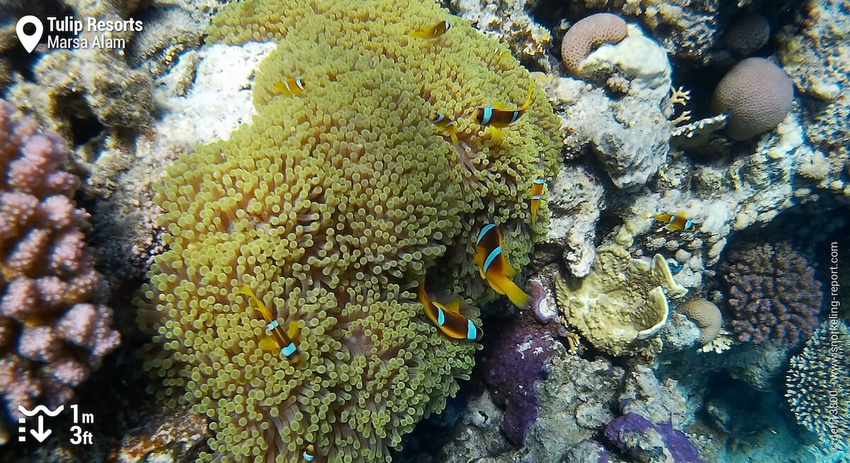 Red sea clownfish at Tulip Resorts reef