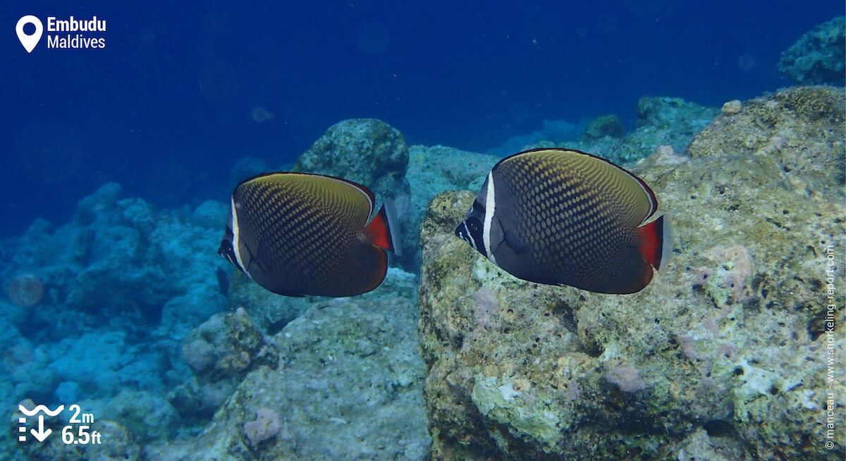 Pair of redtail butterflyfish at Embudu