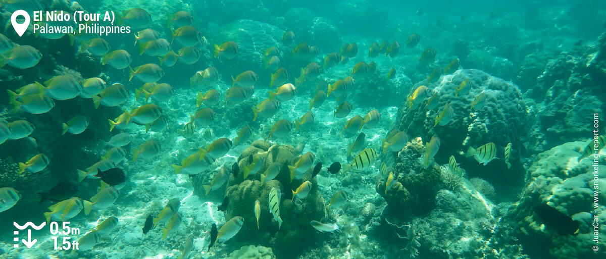 School of rabbitfish