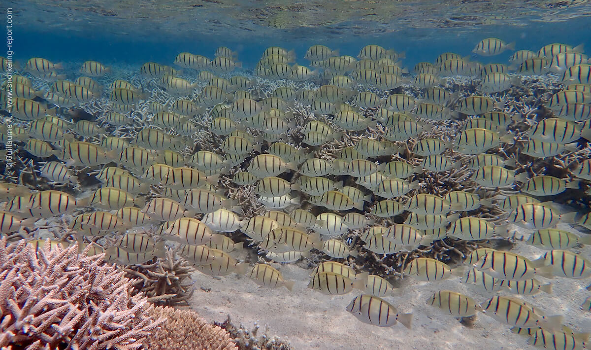 School of convict tang