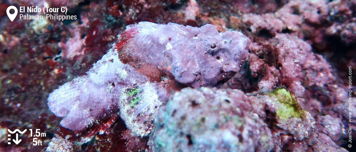 Scorpionfish