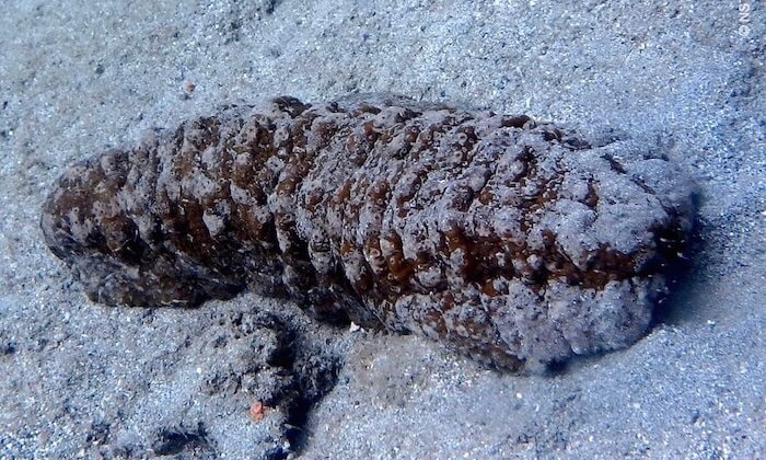 Sea cucumber