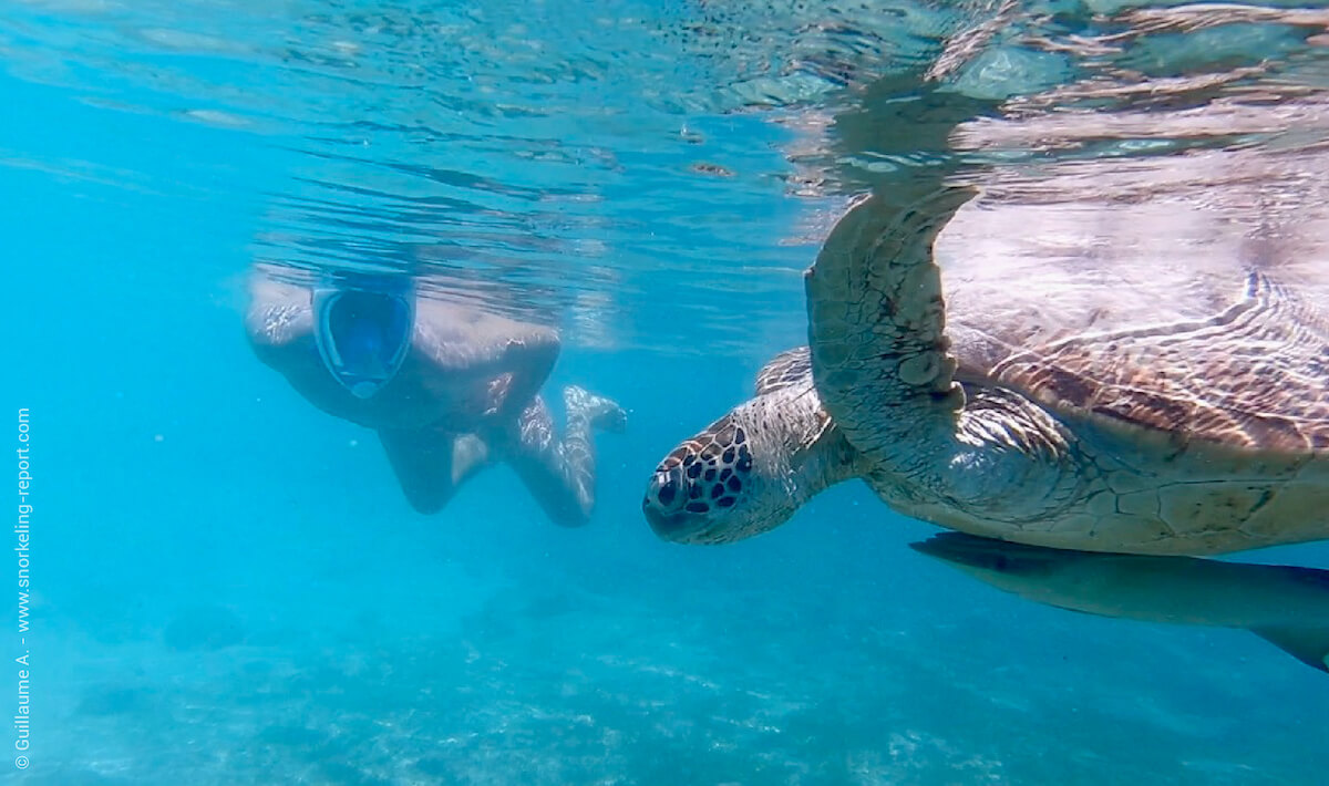 A snorkeler watching a sea turtle at the surface of the sea