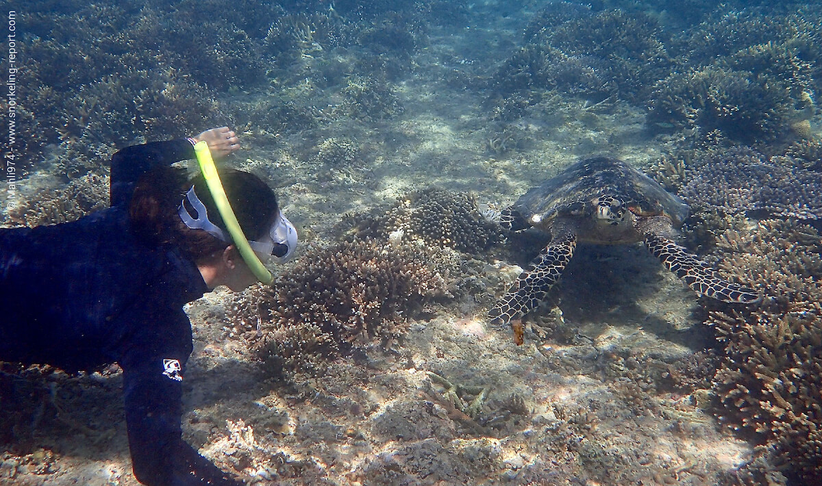 A snorkeler is watching a hawksbill sea turtle in Indonesia