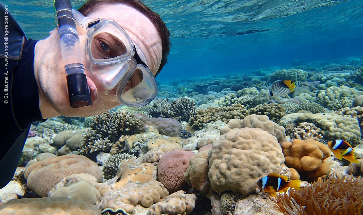 A snorkeler observing a clownfish in the Red Sea