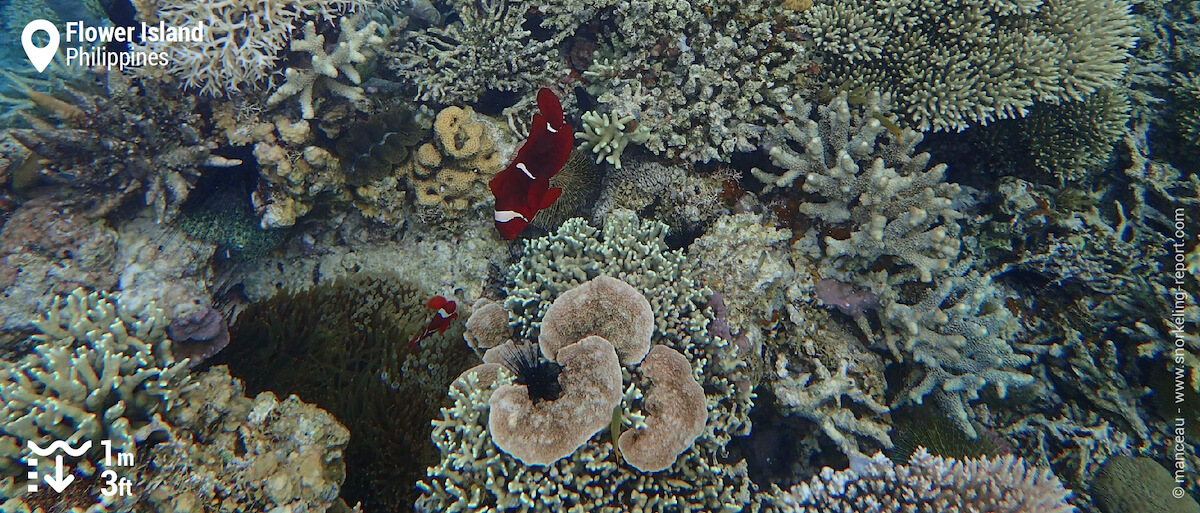 Spinecheek anemonefish at reef