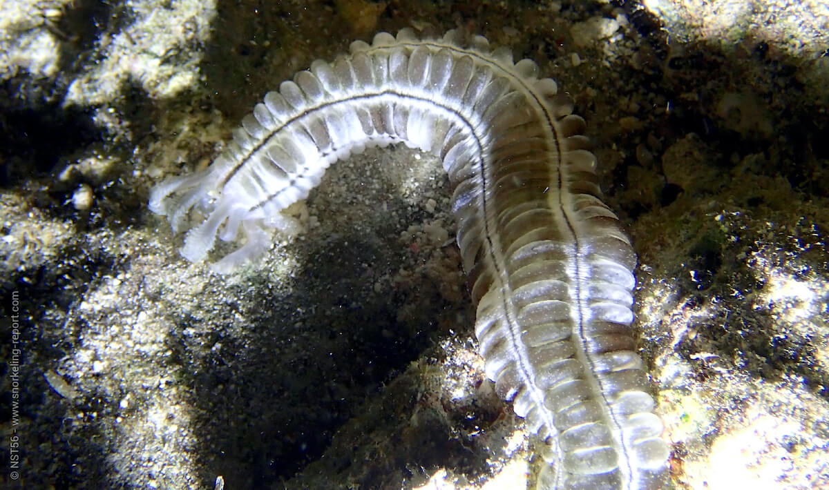 Sticky snake sea cucumber