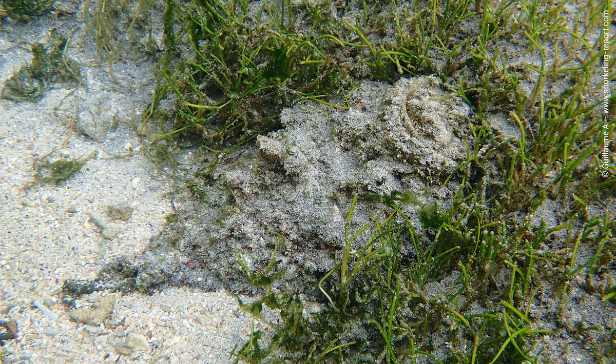 Stonefish