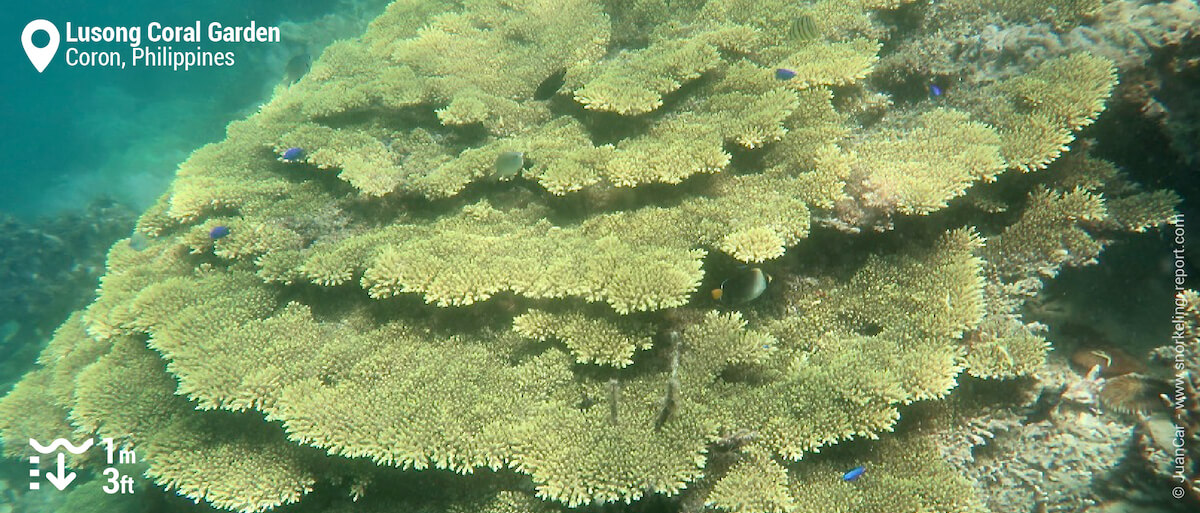 Table coral