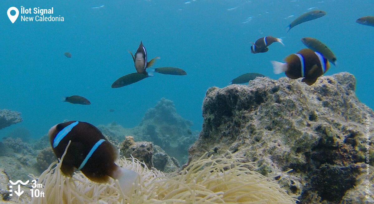 Barrier reef anemonefish