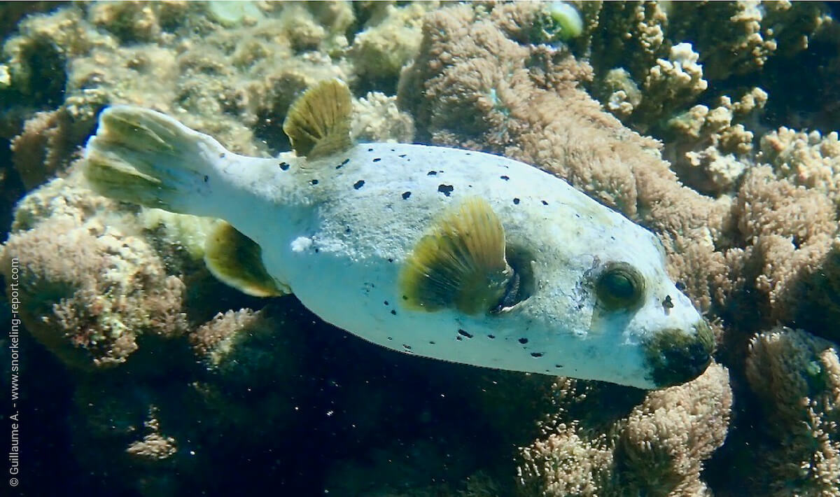 Inspiration Existenz dominieren caribbean puffer fish Beweglich ...