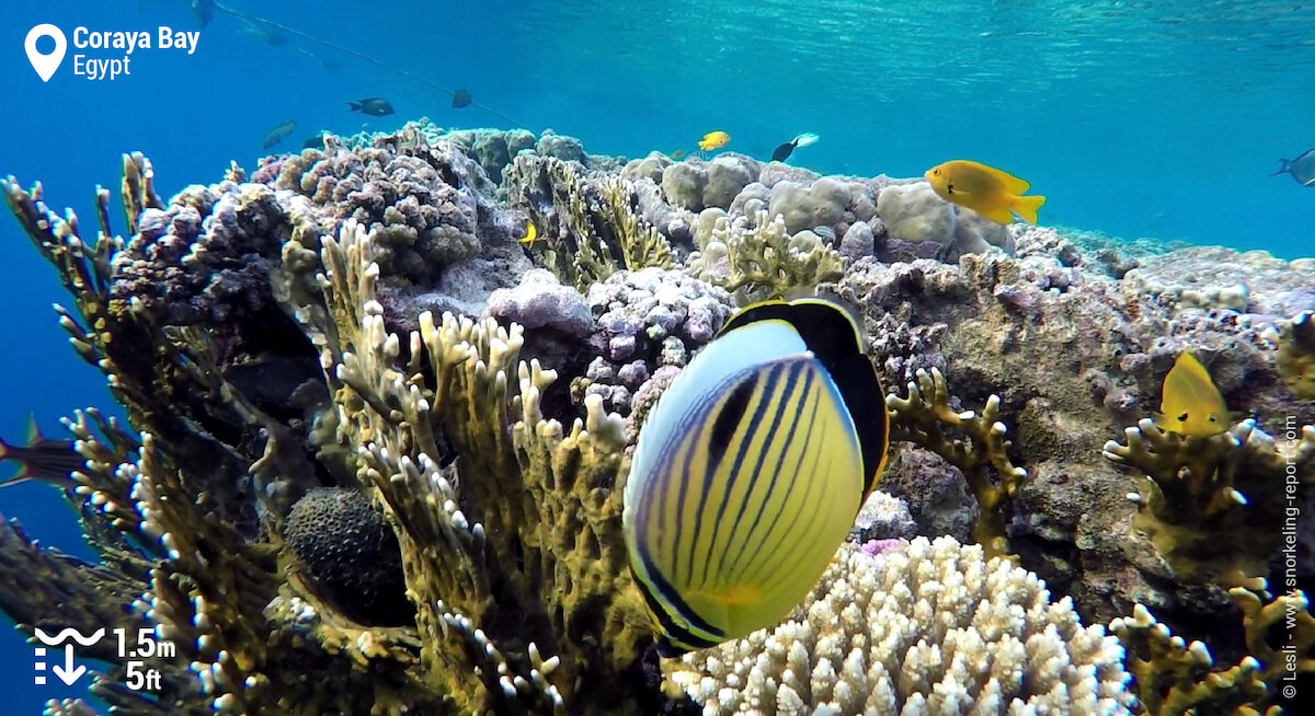 Black tailed butterflyfish in Marsa Alam