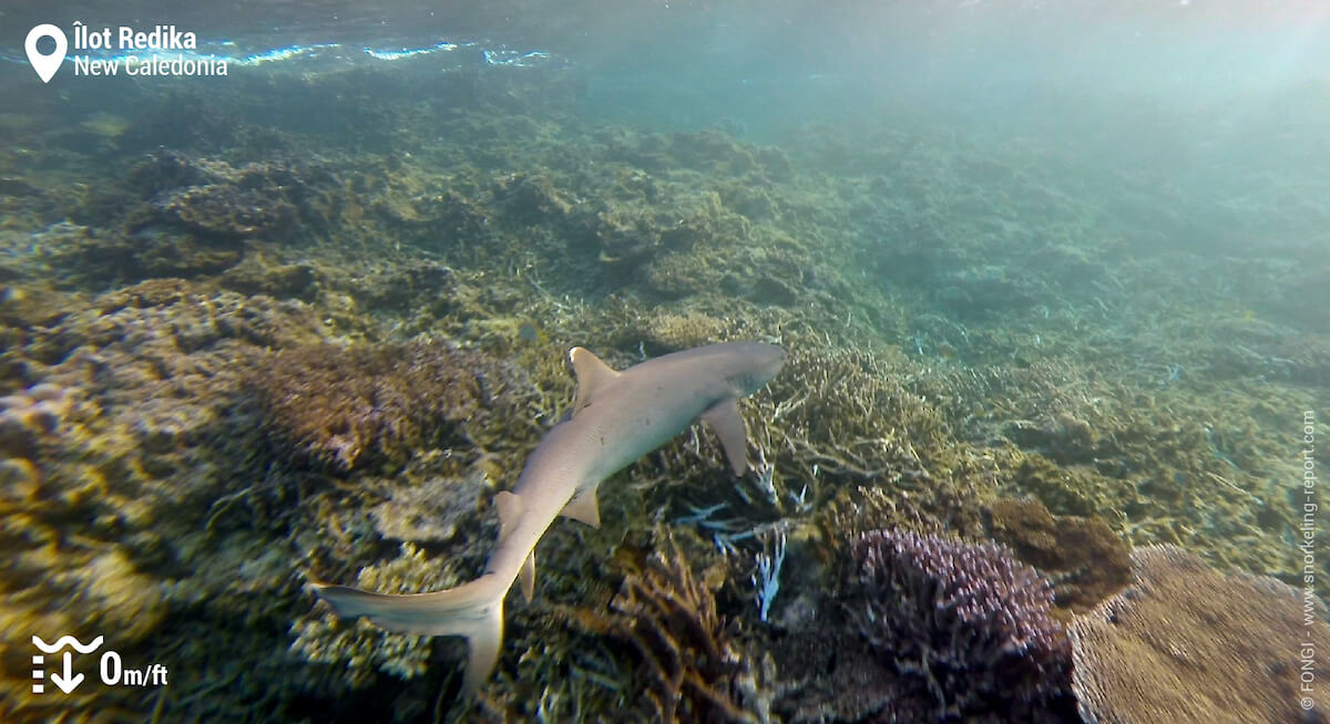 Whitetip reef shark in New Caledonia