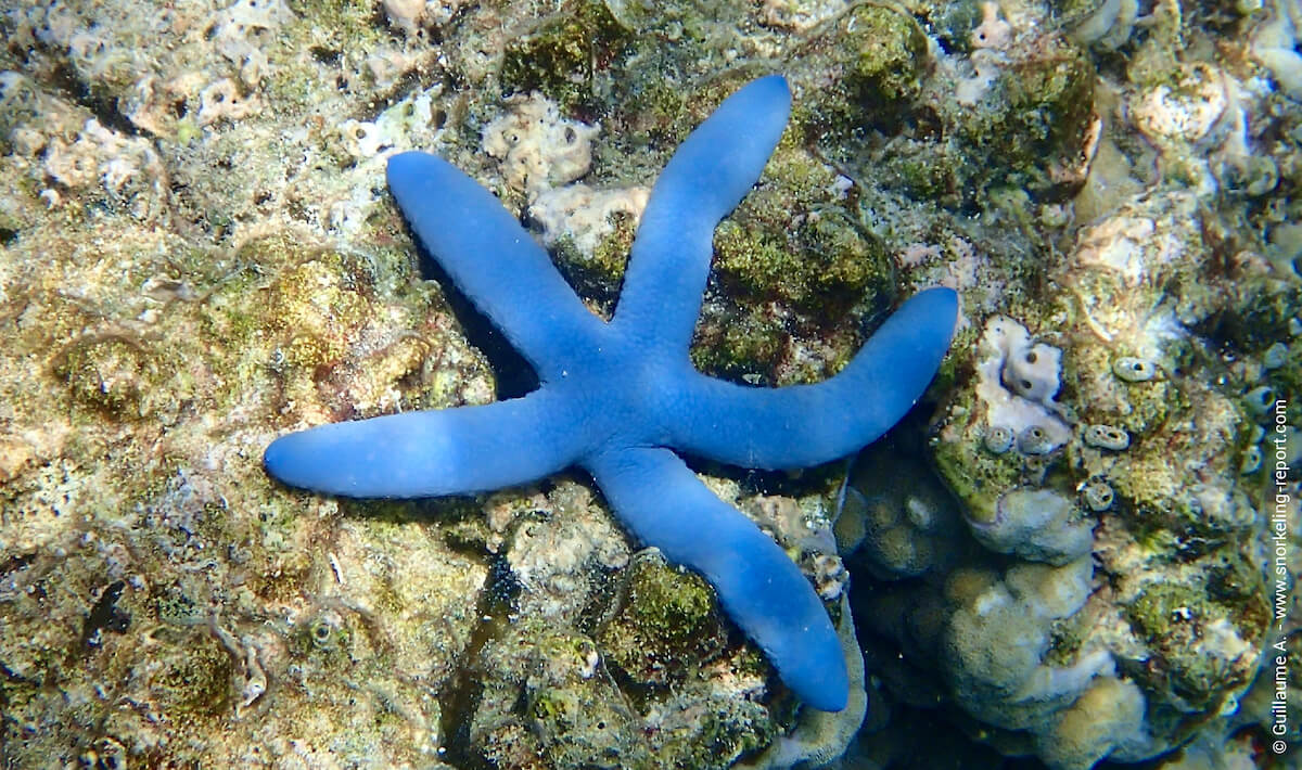 Blue sea star