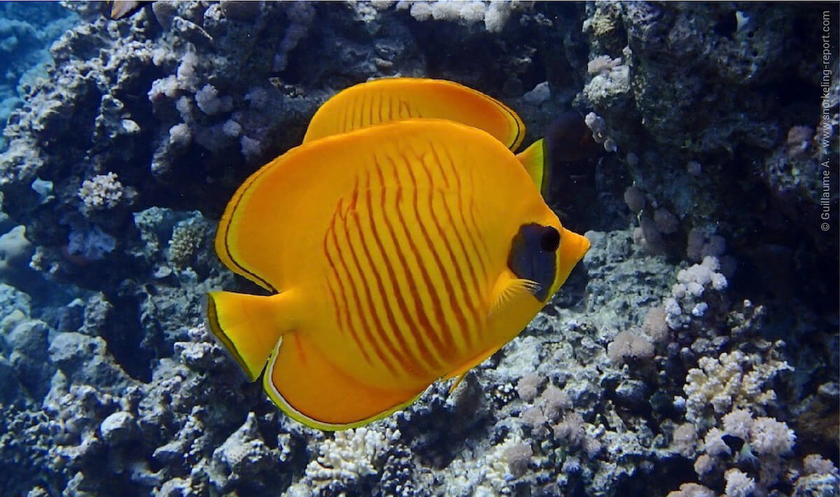 Bluecheek butterflyfish in the Red Sea