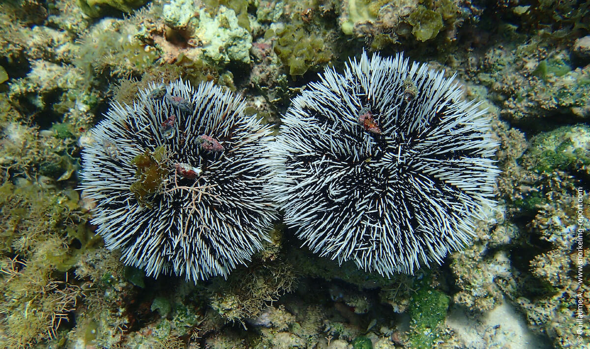 Caribbean white sea urchin