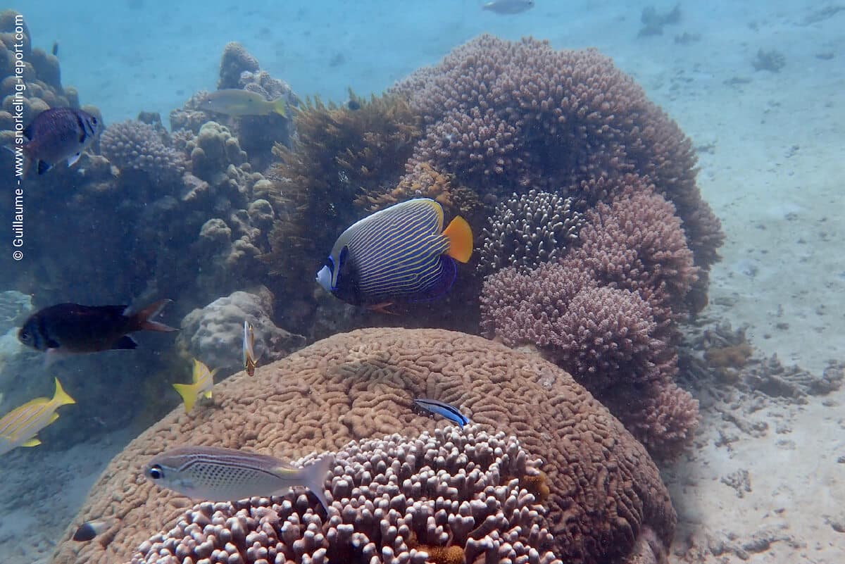 Coral reef in Kisite Marine Park