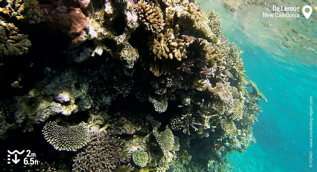 Coral reef at Leroue Island