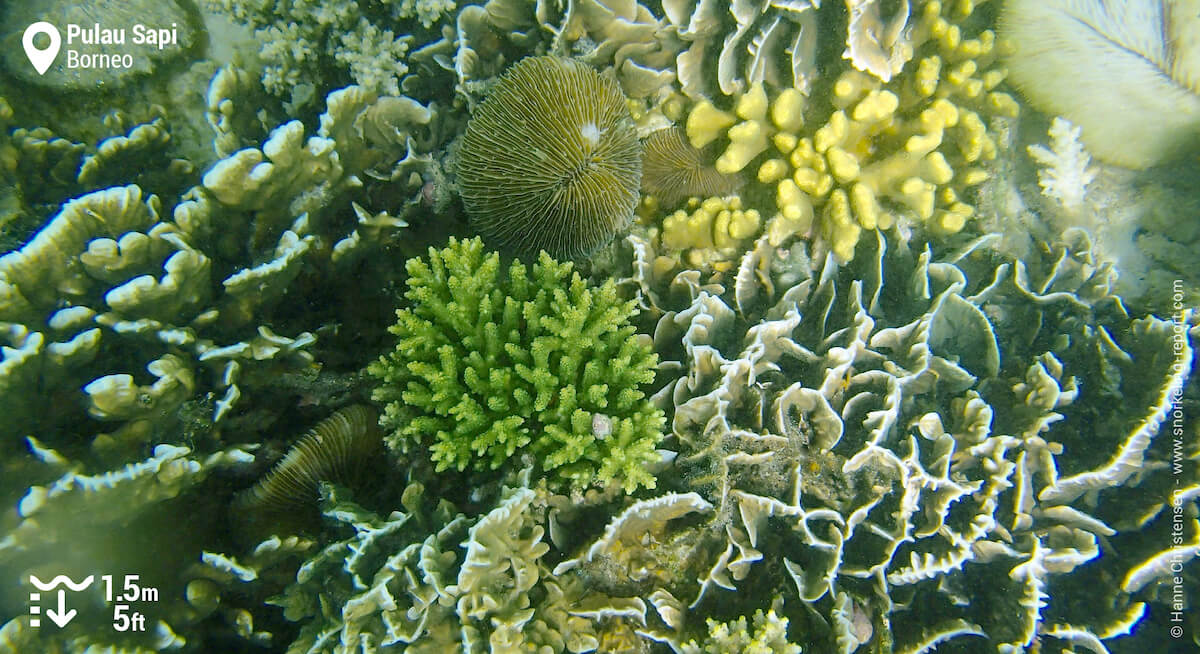 Coral reef in Pulau Sapi