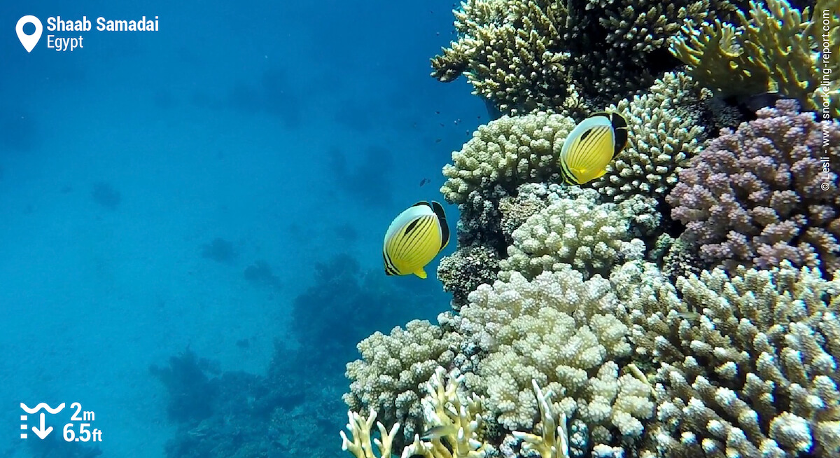 Shaab Samadai coral reef