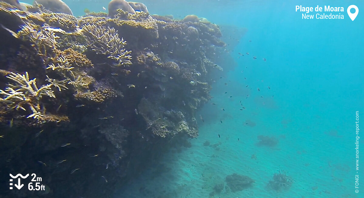 Coral reef at Moara Beach