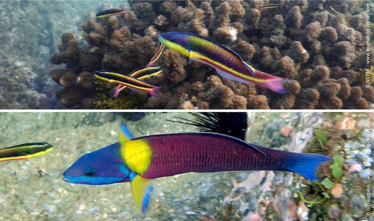 Cortez rainbow wrasse changes between initial and terminal phase