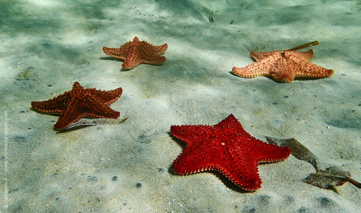 Cushion sea stars on a sandy bed