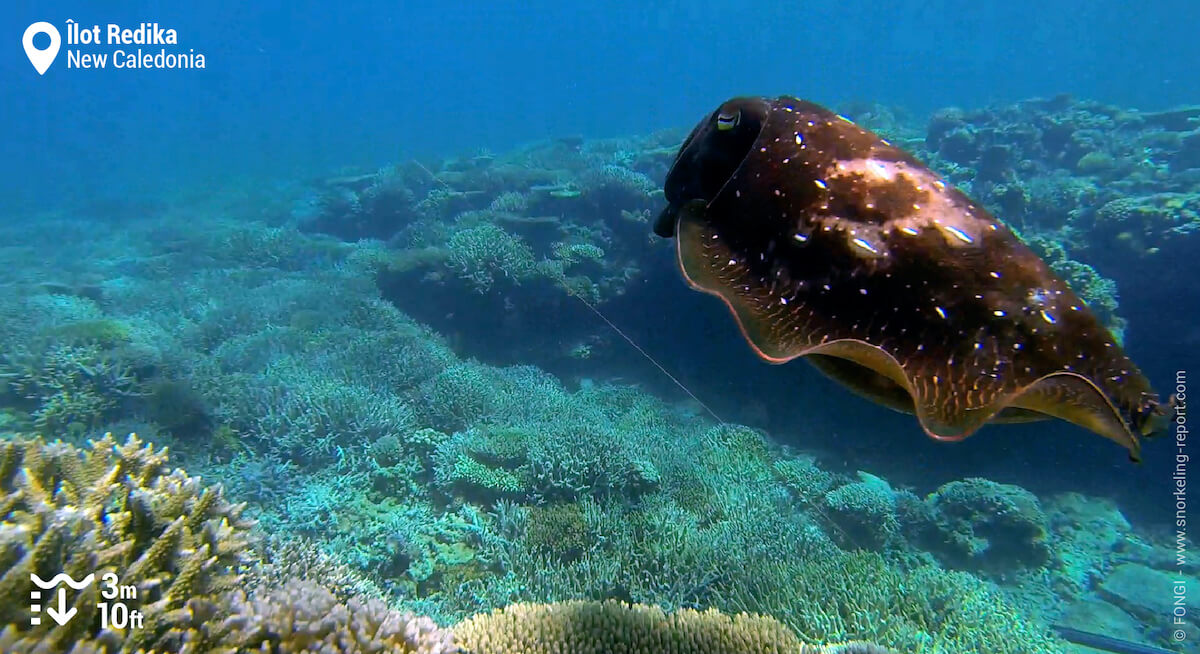 A cuttlefish on New Caledonian's reef