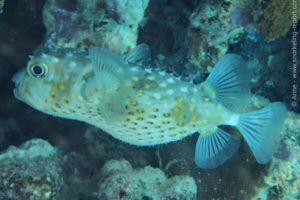  Cyclichthys spilostylus