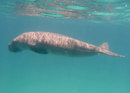 Dugong dugon