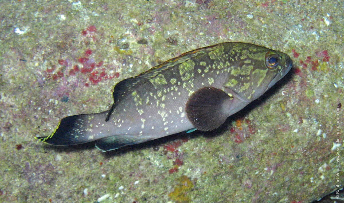 Dusky grouper in Italy