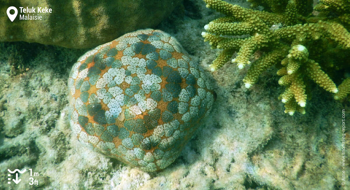 Etoile de mer coussin du Pacifique aux Îles Perhentian