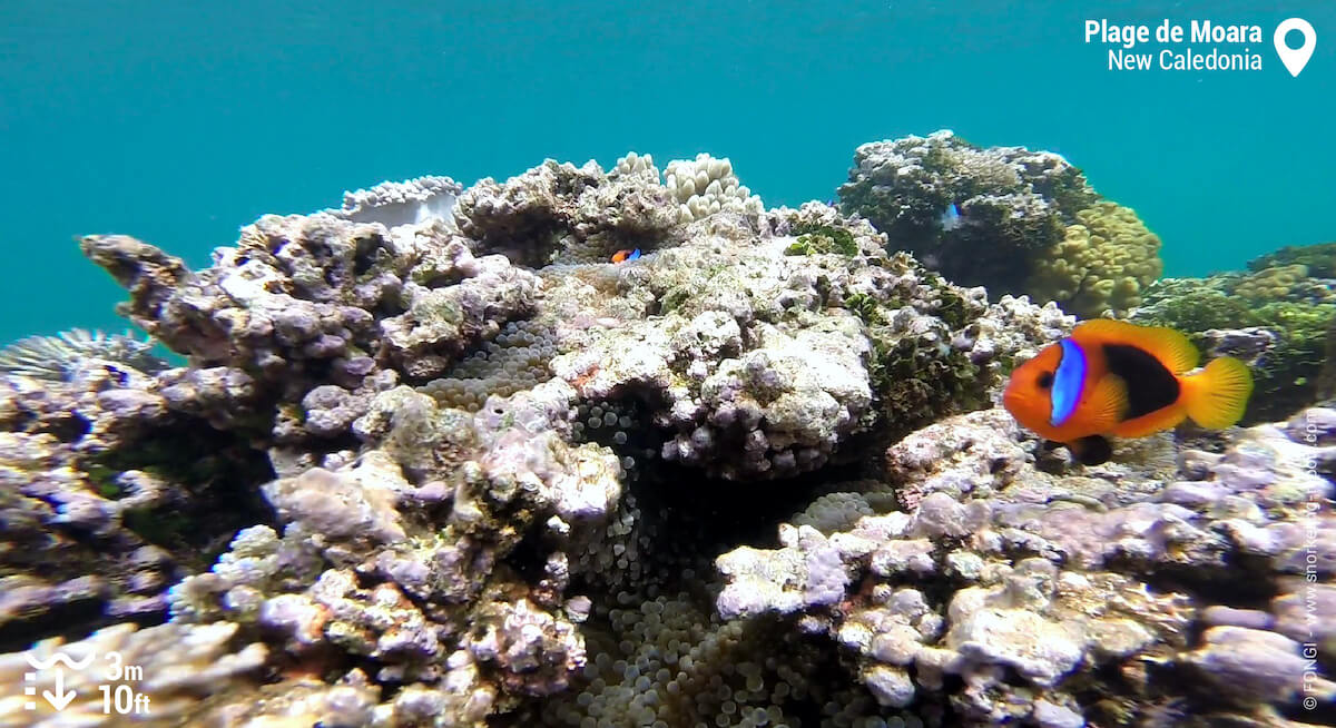 Fire clownfish at Moara Beach