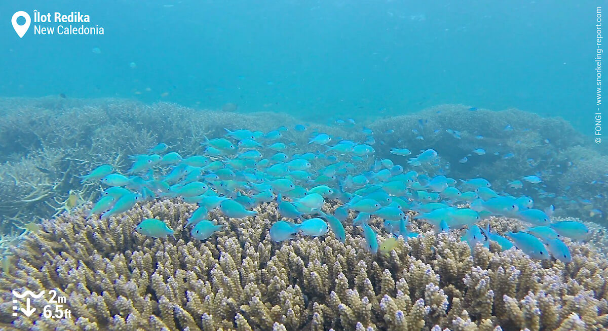 Group of green chromis swimming above coral