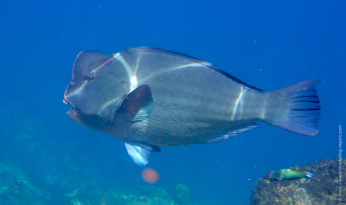 Green humphead parrotifsh