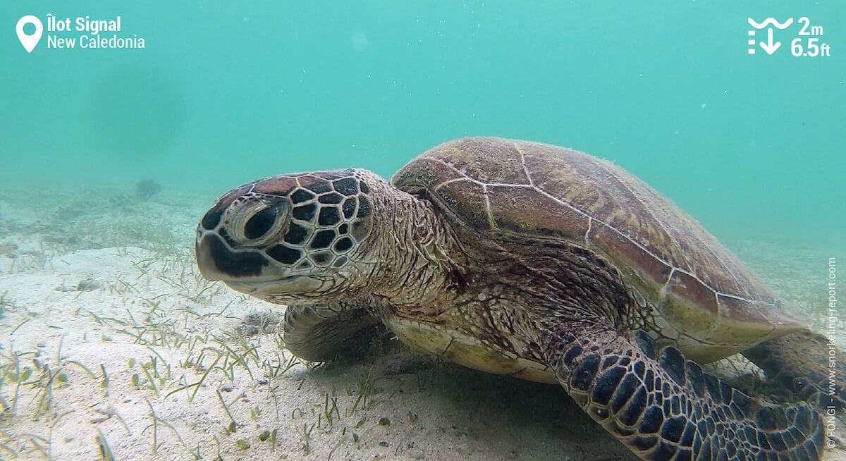 Green sea turtle on Signal Island seagrass beds